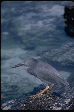 Image de Héron des Galapagos