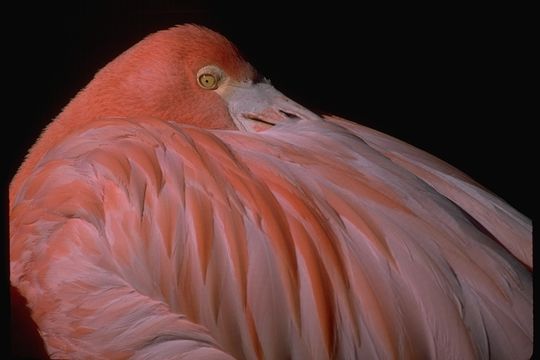 Imagem de Phoenicopterus ruber Linnaeus 1758