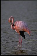 Image of American Flamingo