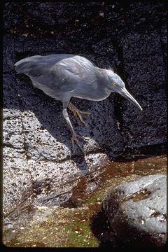 Image de Héron des Galapagos