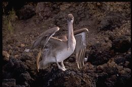 Image of Pelecanus occidentalis urinator Wetmore 1945