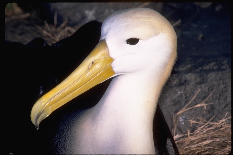 Image of Waved Albatross