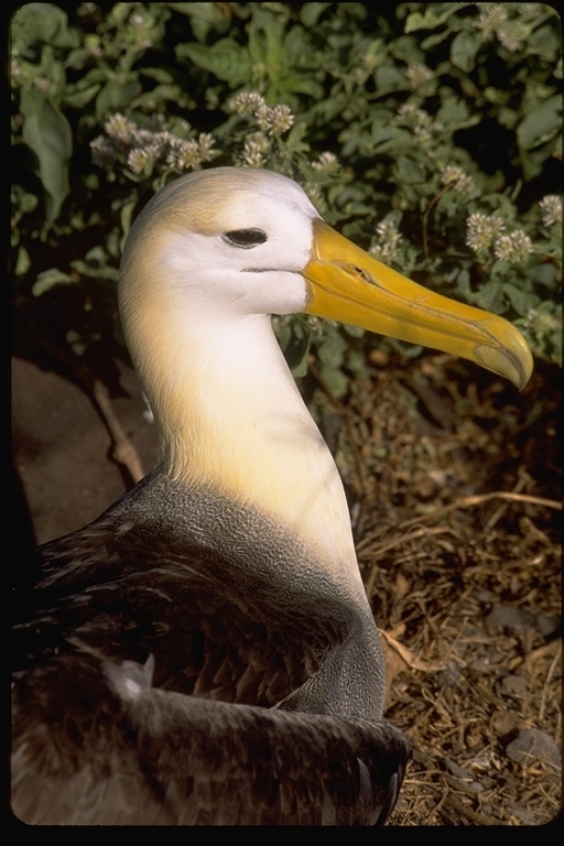 Image of Waved Albatross