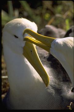 Image of Waved Albatross