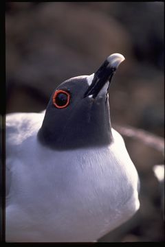 Image of Swallow-tailed Gull