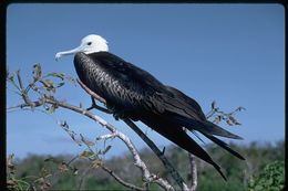 Image of Great Frigatebird