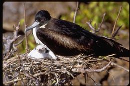 Image of Great Frigatebird