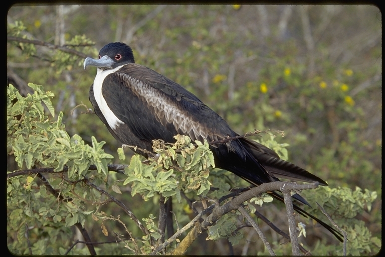 Image of Great Frigatebird