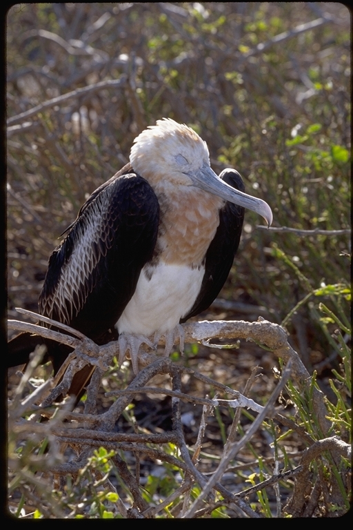 Image of Great Frigatebird