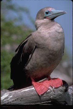 Image of Red-footed Booby