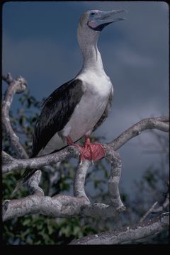 Image of Red-footed Booby