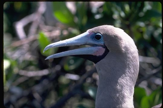 Image of Red-footed Booby