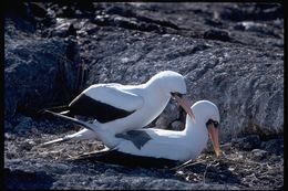 Sivun galapagosinnaamiosuula kuva