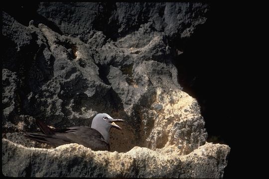 Image of Brown Noddy