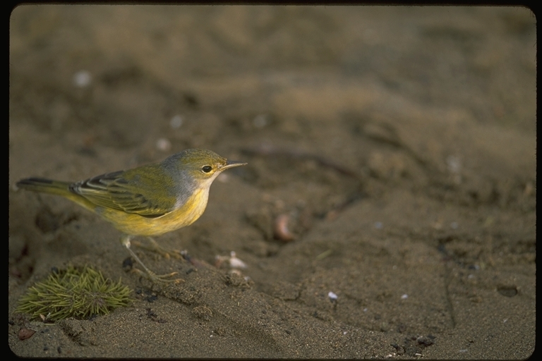 Image of Setophaga petechia aureola (Gould 1839)