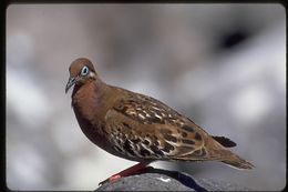 Imagem de Zenaida galapagoensis Gould 1841