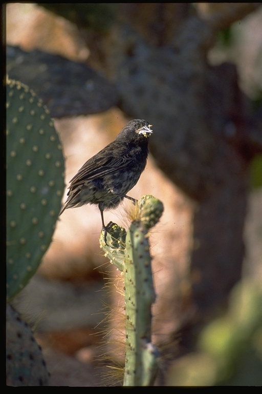 Image of Espanola Cactus Finch