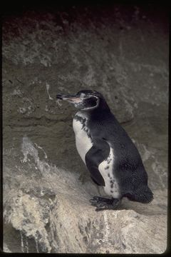 Imagem de Pinguim-das-galápagos