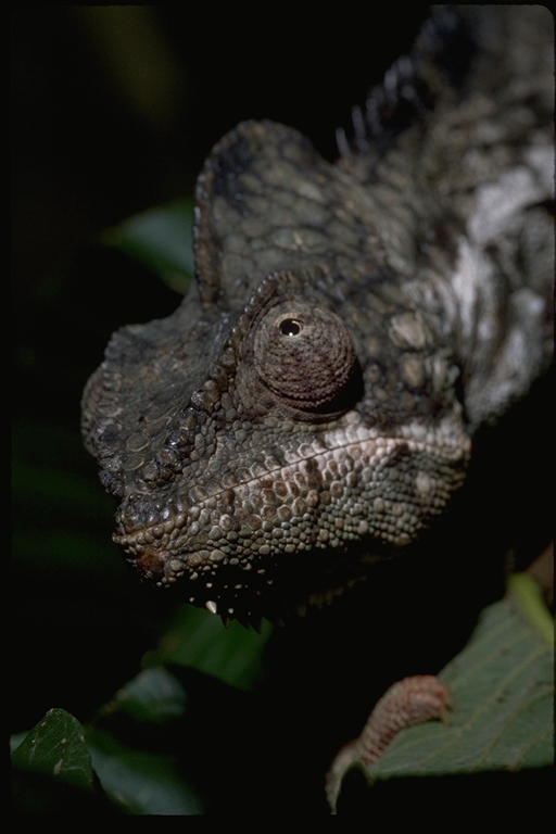 Image of Malagasy Giant Chameleon