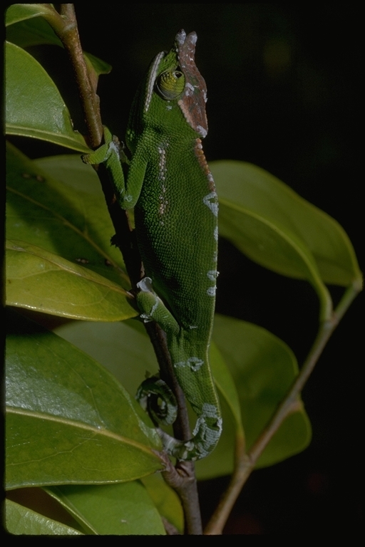 Image of Will's chameleon