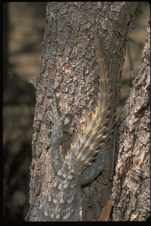 Image of Merrem's Madagascar Swift