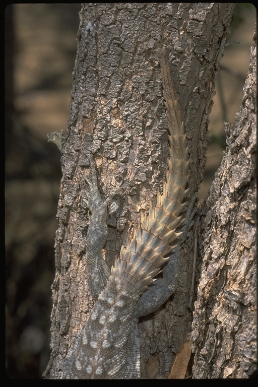 Слика од Oplurus cyclurus (Merrem 1820)