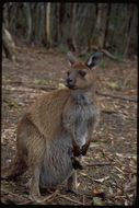 Macropus fuliginosus fuliginosus (Desmarest 1817) resmi