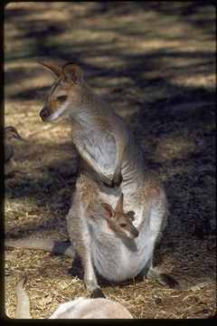 Imagem de Macropus rufogriseus (Desmarest 1817)