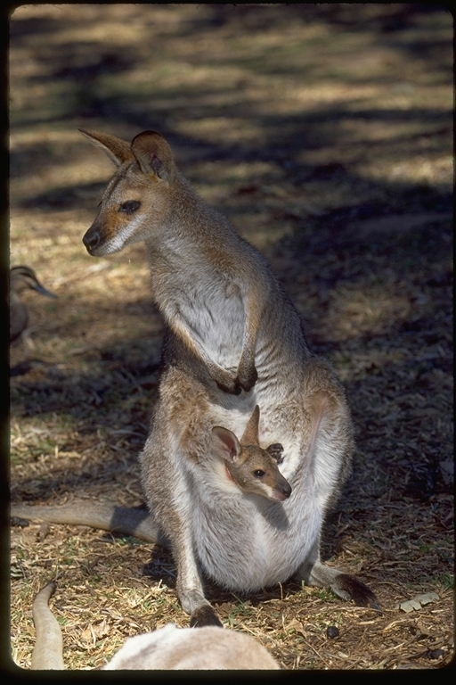 Plancia ëd Macropus rufogriseus (Desmarest 1817)