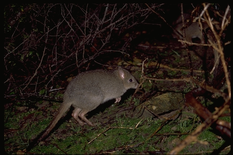 Bettongia penicillata Gray 1837 resmi