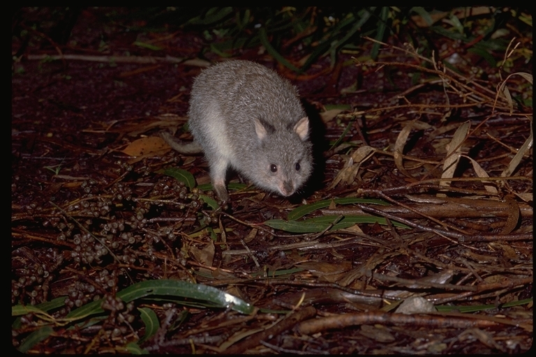 Image of Rufous Bettong
