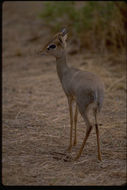 Image of Guenther's Dik-dik