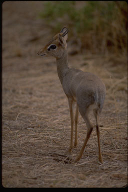 Image of Guenther's Dik-dik