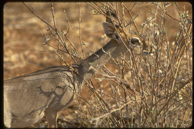 Image of Guenther's Dik-dik