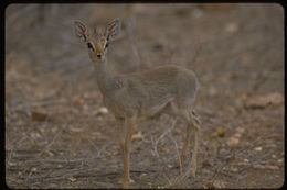 Image of Guenther's Dik-dik