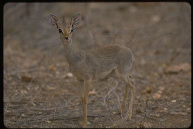 Image of Guenther's Dik-dik