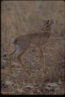 Image of Guenther's Dik-dik