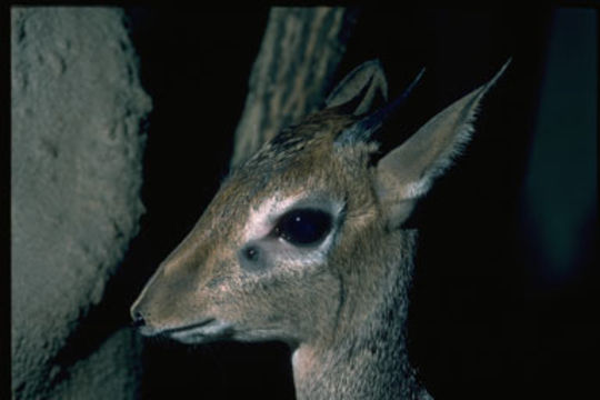 Image of Kirk's Dik-dik