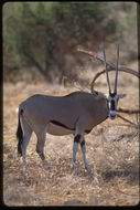 Image of Beisa Oryx