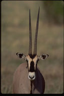 Image of Beisa Oryx