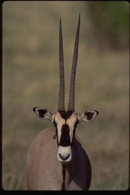 Слика од Oryx beisa (Rüppell 1835)