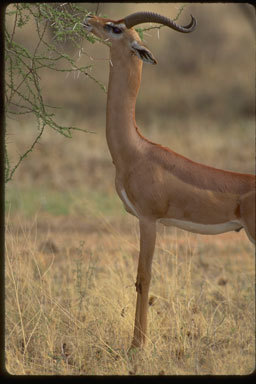 Image of Gerenuk
