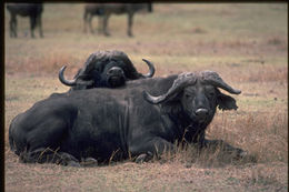 Image de buffle d'Afrique