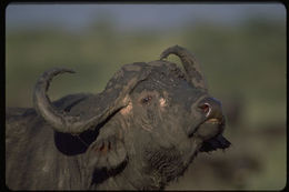 Image de buffle d'Afrique