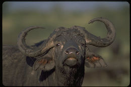 Image of African Buffalo