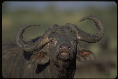 Image de buffle d'Afrique