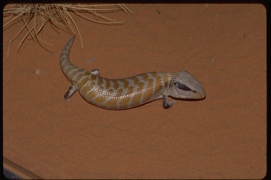 صورة Tiliqua multifasciata Sternfeld 1919