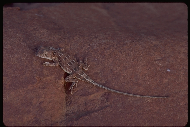 Image of Long-tailed Earless Dragon