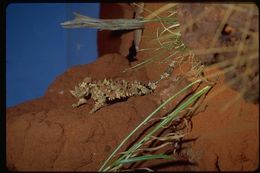 Image of Thorny devil