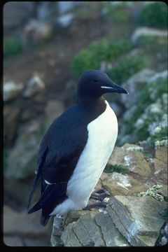 Image of Brünnich's Guillemot